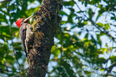 PICA PAU REI (Campephilus robustus)